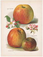antique print of apples and other fruit